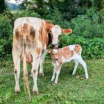 Mother cows have a strong maternal instinct.